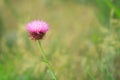 Musk Thistle (Carduus nutans L.)