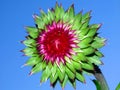 Musk Thistle Carduus nutans Wisconsin Royalty Free Stock Photo