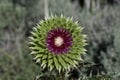 Musk Thistle Flower Just Budding with Spiky Purple and Green