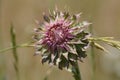 Musk thistle flower in wild grass Royalty Free Stock Photo