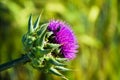 Musk thistle in full bloom during springtime with bugs in the flower
