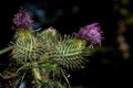 Musk thistle or nodding thistle flower closeup Royalty Free Stock Photo