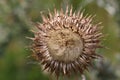 Musk thistle seed head in close up Royalty Free Stock Photo