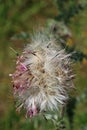 Musk thistle seed head in close up Royalty Free Stock Photo