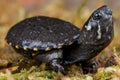 Musk turtle Royalty Free Stock Photo
