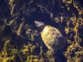 Musk Turtle Camoflauge