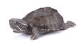 Musk turtle, Sternotherus odoratus