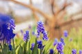 Muskari blue flowers at day