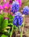 Muskari botryoides, grape hyacinth close-up. Nice violet spring and summer gardenflower. Royalty Free Stock Photo