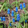 Muskari flowers