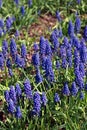 Muskari flowers field.