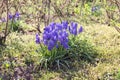 Muskari or mouse hyacinth, viper onion plants. Blooming purple spring flowers