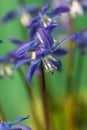 Bluebell`s flower in the nature. Close up, macro. The background is indistinct