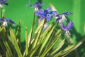 Bluebell`s flower in the nature. Close up, macro. The background is indistinct