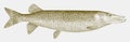 Muskellunge, a freshwater fish from lakes, streams and swamps along the atlantic coast of north america in side view Royalty Free Stock Photo