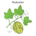 Muskmelon or Cucumis melo