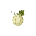 Muskmelon. Muskmelon fruit flat