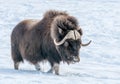 Muskok Waling in the Snow on a Sunny Day of December