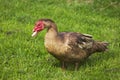 Muskovy Duck, cairina moschata