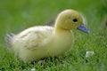 Muskovy Duck, cairina moschata, Duckling, Normandy