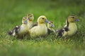 Muskovy Duck, cairina moschata, Ducklings