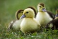 Muskovy Duck, cairina moschata, Ducklings, Normandy