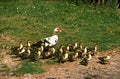 Muskovy Duck, cairina moschata, Female with Ducklings