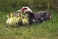 Muskovy Duck, cairina moschata, Female with Ducklings, Normandy