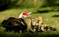 Muskovy Duck, cairina moschata, Mother and Ducklings