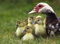 Muskovy Duck, cairina moschata, Mother and Ducklings