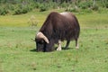 Muskox