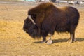 Muskox