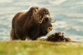 The MuskOx