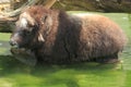 Muskox Royalty Free Stock Photo