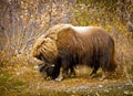 Muskox in Alaska Royalty Free Stock Photo