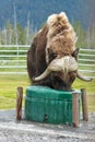 Muskox - Anchorage Alaska Royalty Free Stock Photo
