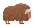 Muskox Arctic Animal, Wild Polar Mammal Cartoon Vector Illustration