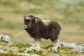 Muskox on barren tundra Royalty Free Stock Photo