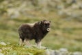 Muskox calf Royalty Free Stock Photo