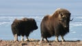 Muskox, Canadian Arctic Royalty Free Stock Photo