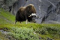 Muskox in countryside Royalty Free Stock Photo