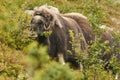 Muskox in the countryside