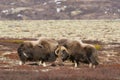 Muskox