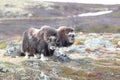 Muskox in Dovrefjell national park, Norway