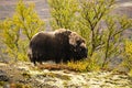 Muskox in Dovrefjell National Park, Norway