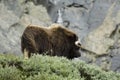 Muskox in Dovrefjell, Norway Royalty Free Stock Photo