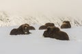 Muskox Group Dovrefjell