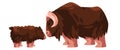 Muskox horned hairy bull drawing illustration cartoon with small young new born