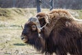 Muskox Royalty Free Stock Photo