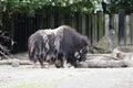 Muskox loosing coat in spring, Zoo Cologne